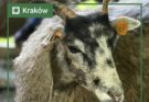 Warsztaty edukacyjne „Owce beeeeez tajemnic” na&nbsp;Zakrzówku